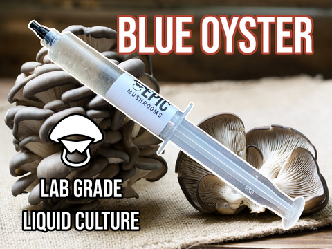 Blue Oyster Liquid Culture