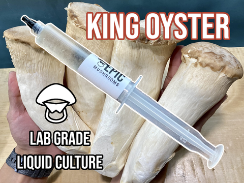 King Oyster Liquid Culture