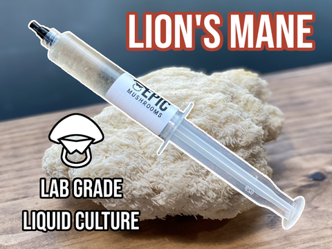 Lion's Mane Liquid Culture