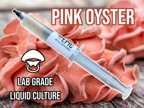 Pink Oyster Liquid Culture