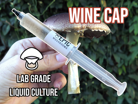 Wine Cap Liquid Culture